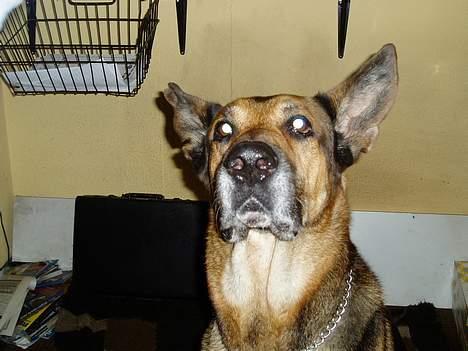 Blanding af racer Cody *DØD* - snif snif har du en godbid deroppe? billede 15