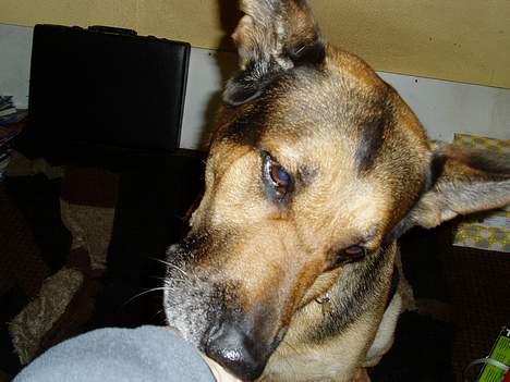 Blanding af racer Cody *DØD* - Ah ja - du havde en godbid! billede 16