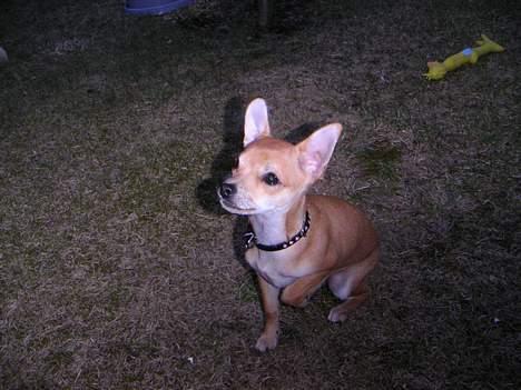 Chihuahua Samson - Kom så med den godbid...! hihi billede 18