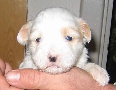 Coton de tulear Ludvig  - Ludvig 3 uger gammel billede 7