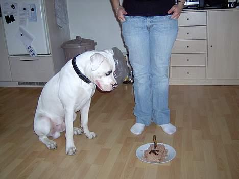 Amerikansk bulldog Kaizer billede 7