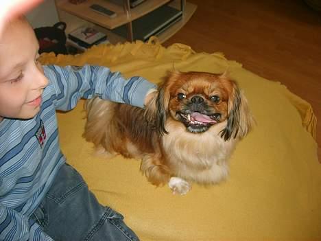 Tibetansk spaniel Teddy  R.I.P. - Hæ hæ du, klø mig lige i nakken!!!!!!! billede 11