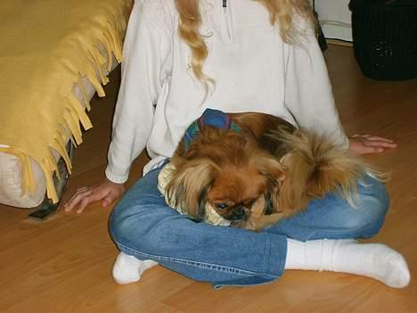 Tibetansk spaniel Teddy  R.I.P. - wow, et par varme lår. Passer lige til mit kødben!!! billede 12