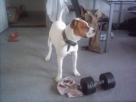 Amerikansk bulldog Rex billede 7