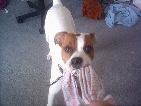 Amerikansk bulldog Rex billede 8