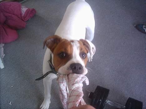 Amerikansk bulldog Rex billede 9