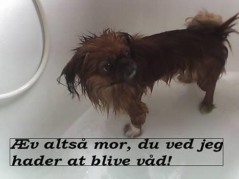 Tibetansk spaniel Teddy  R.I.P. billede 13