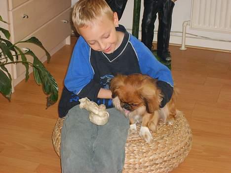 Tibetansk spaniel Teddy  R.I.P. - Skal vi dele. Du får mit kødben, og jeg får lidt rumpeplads!! billede 14