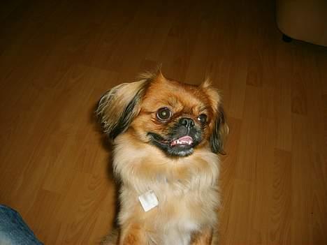 Tibetansk spaniel Teddy  R.I.P. - Hej mor, hvad laver du?? billede 15