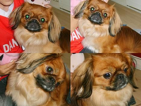 Tibetansk spaniel Teddy  R.I.P. billede 16