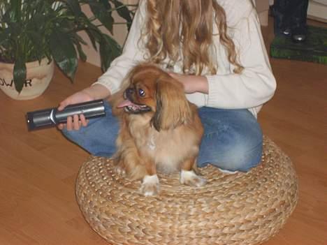 Tibetansk spaniel Teddy  R.I.P. - Hey du! Slå lige tilbage, jeg så altså lige det program der!!! billede 17