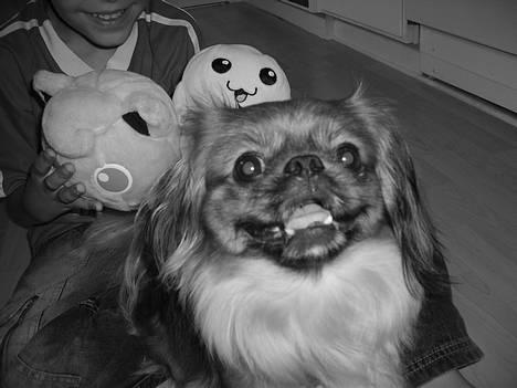 Tibetansk spaniel Teddy  R.I.P. - Hva´mor, han siger jeg må bide lidt i hans bamser! Må jeg det? Hva´hva´mor,hva´hva´, må jeg?? billede 18