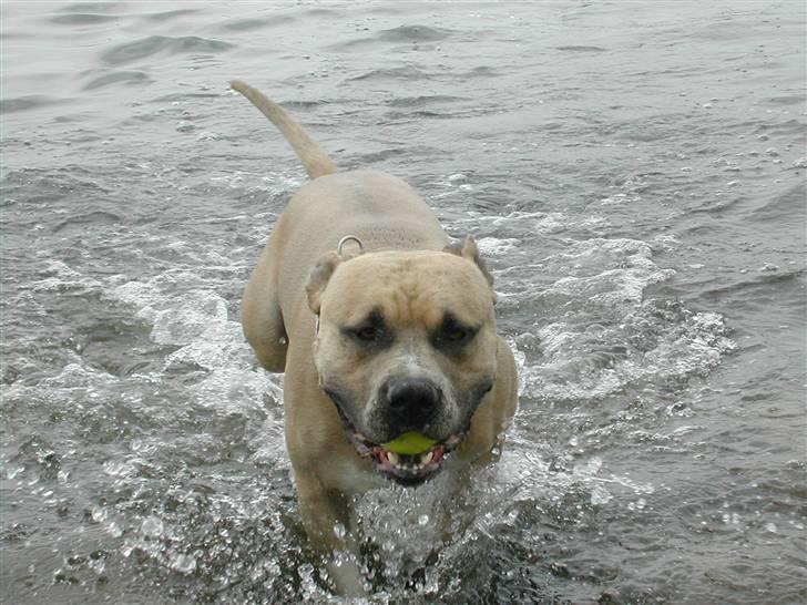 Amerikansk staffordshire terrier Totti *Amager* - ude i sneen , taget d.23/1 - 07 billede 12