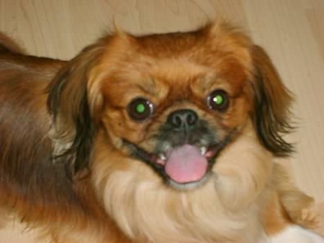 Tibetansk spaniel Teddy  R.I.P. - Smil til verden og verden smiler til dig!!!! billede 19