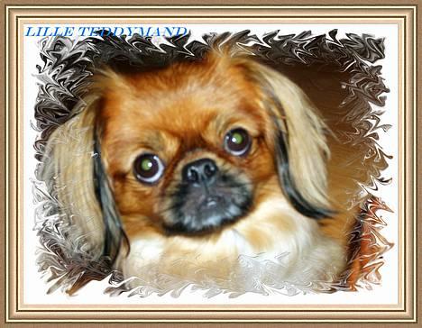 Tibetansk spaniel Teddy  R.I.P. billede 20