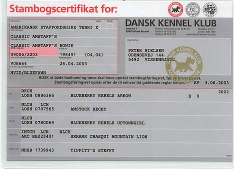 Amerikansk staffordshire terrier Totti *Amager* billede 13