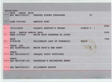 Amerikansk staffordshire terrier Totti *Amager* billede 14