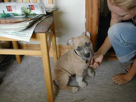 Amerikansk staffordshire terrier Totti *Amager* billede 15