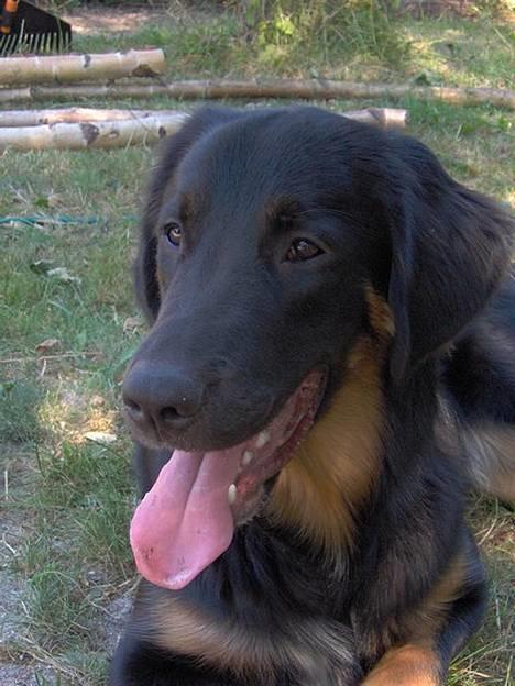 Blanding af racer Balder billede 6