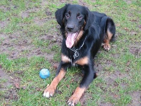 Blanding af racer Balder - januar 2007 billede 7