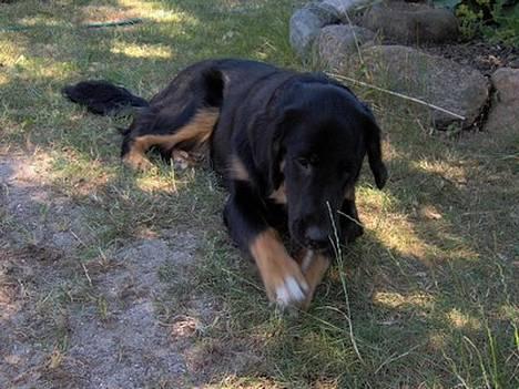 Blanding af racer Balder billede 8