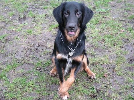 Blanding af racer Balder - 14 januar 2007 billede 9