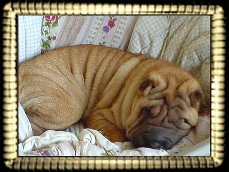 Shar pei China House Zarabi *DØD* - zzzzzZZZZzzz billede 4