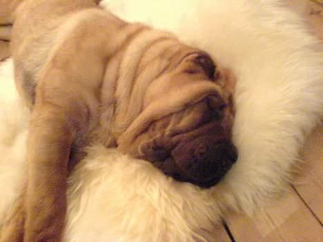 Shar pei China House Zarabi *DØD* - har lige købt et lammetæppe til hende, det var kærlighed ved første blik! billede 6