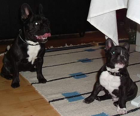 Fransk bulldog Alfredo - min dejlige ven freja :) billede 16