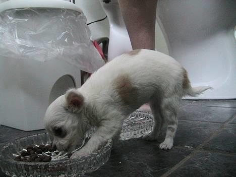Chihuahua Destiny - Står lige og spiser ude på toiletet. ;-) billede 14
