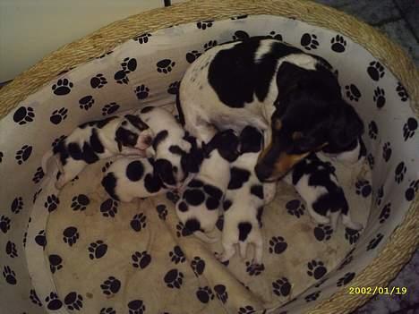 Jack russell terrier Pjævs - Taget den 29 maj. billede 12