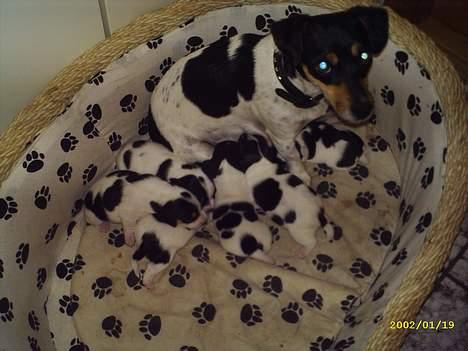 Jack russell terrier Pjævs - Taget den 29 maj. billede 13