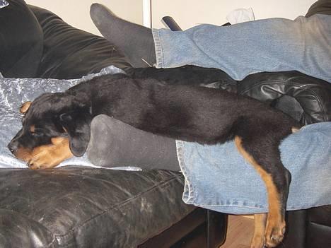 Rottweiler Bella - Jeg er træt billede 7