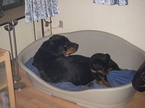 Rottweiler Bella - aftenhygge med min storebror billede 8