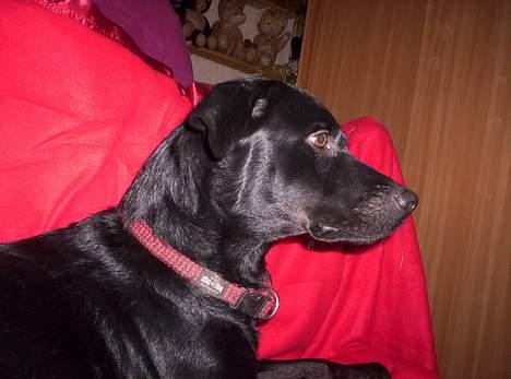 Blanding af racer Katja - Putz i rødt tæppe billede 12