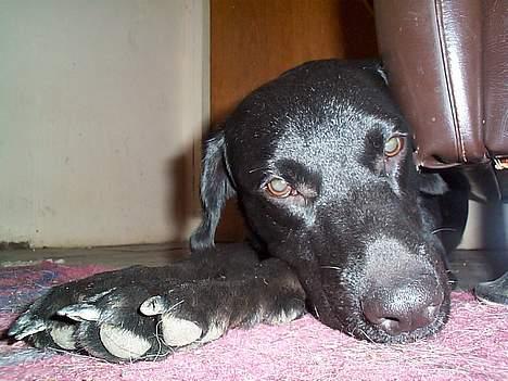 Blanding af racer Katja - Sover på gulvtæppet billede 13