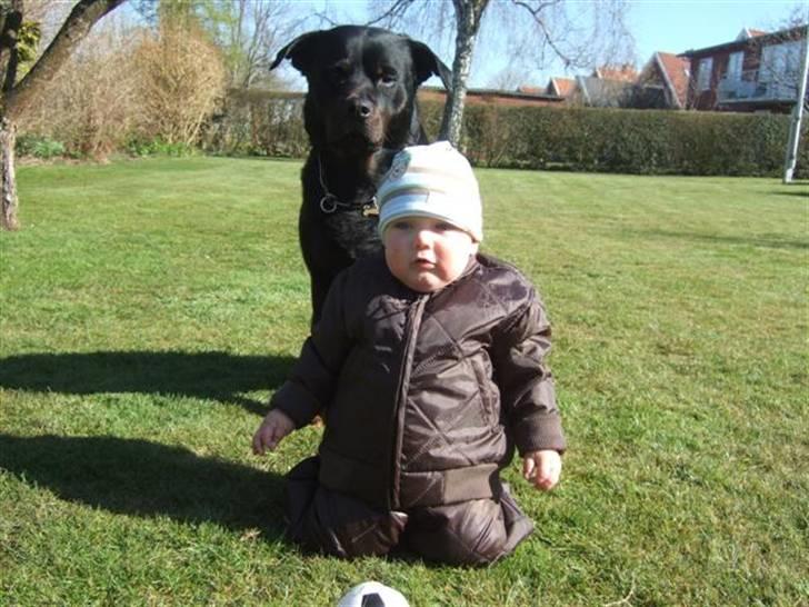 Rottweiler Tyson ( R.I.P 2/10-2013) - min lillebror og jeg, april 2008 billede 16