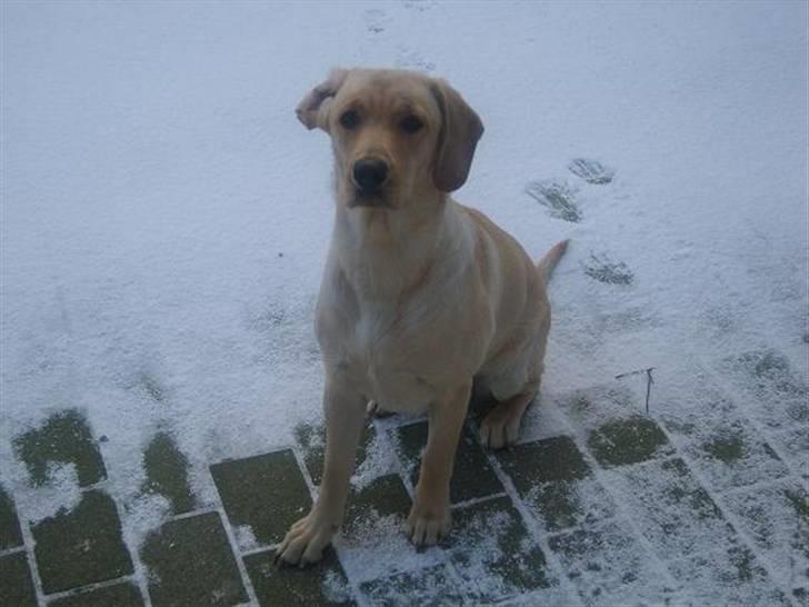 Labrador retriever Berta billede 5