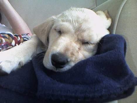 Labrador retriever Berta - Så blev jeg lige lidt træt igen, så jeg tager mig lige en bette lur... (29/5-06) billede 6
