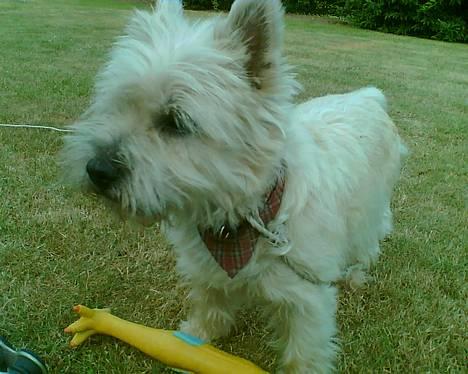 Cairn terrier Emsig billede 10