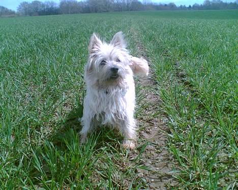 Cairn terrier Emsig billede 11