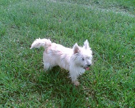 Cairn terrier Emsig billede 12