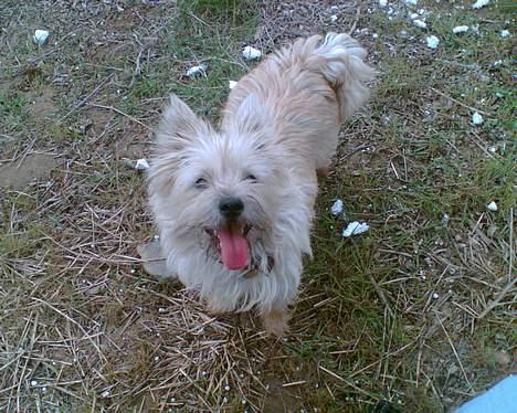 Cairn terrier Emsig billede 13