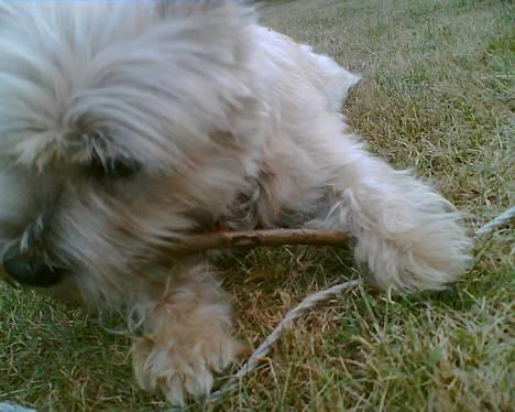 Cairn terrier Emsig billede 14