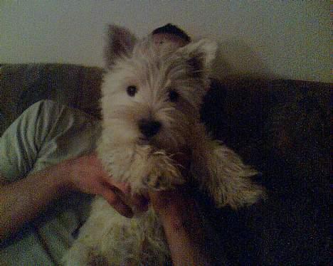 West highland white terrier shantie billede 5