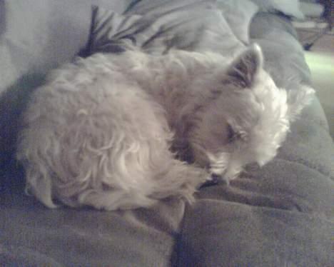 West highland white terrier shantie billede 6