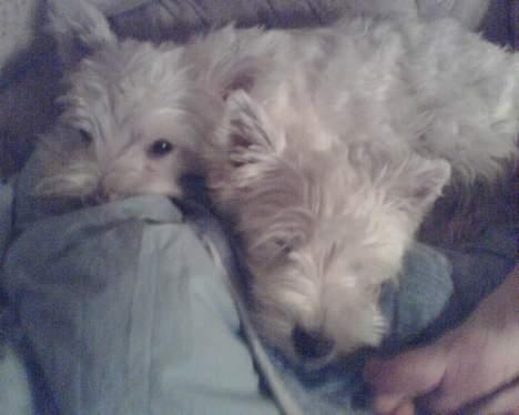 West highland white terrier shantie billede 7