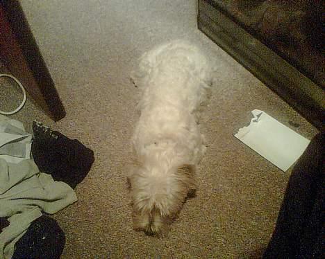 West highland white terrier shantie billede 10