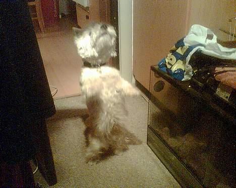 West highland white terrier shantie billede 13