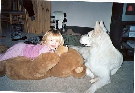 Hvid schæfer Escha billede 17